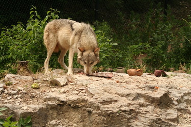 Los lobos confían en su sentido del olfato para encontrar comida o detectar fragancias enemigas.