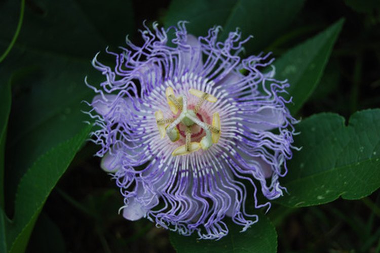 La delicada apariencia de la flor de la pasionaria se contradice con su resitencia al invierno.