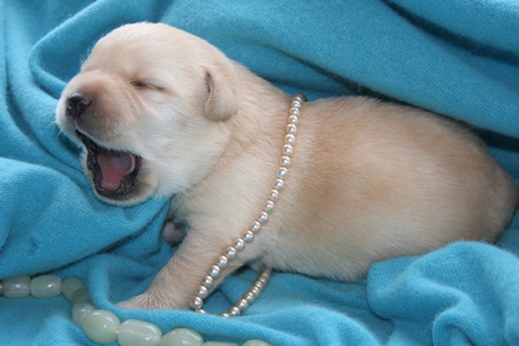 Los cachorros mascotas son lindas, pero a veces desastrosas.