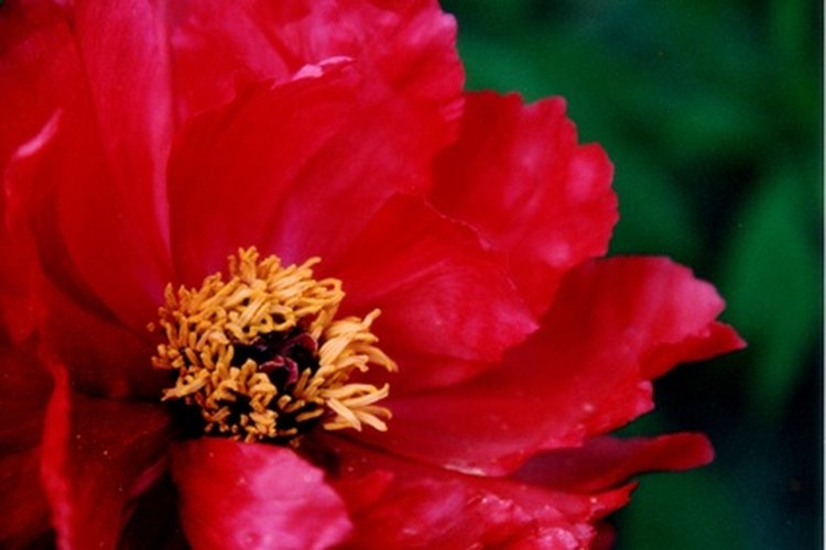Peonía japonesa: "Rey de las Flores"