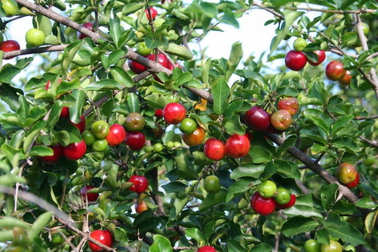 El fruto de acerola tiene un alto nivel de vitamina C.