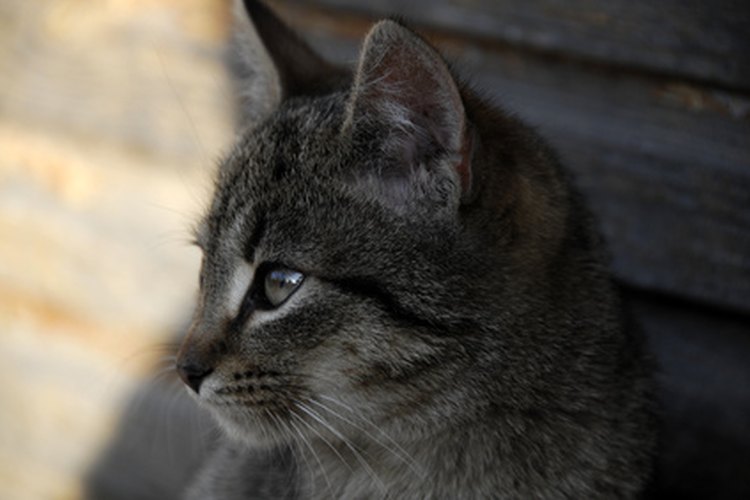 Que el gato beba del inodoro no es un hábito saludable.