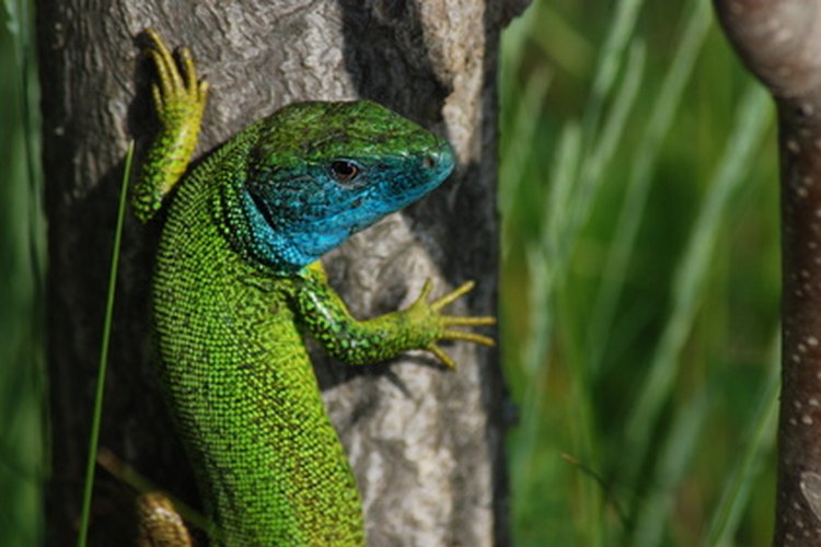 Muchos reptiles deben contener su respiración cuando están en movimiento.