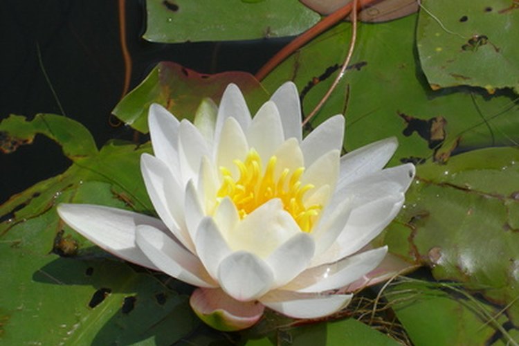 Una flor de nenúfar.