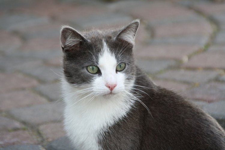 Existen métodos no quirúrgicos para el control de la natalidad en gatos.