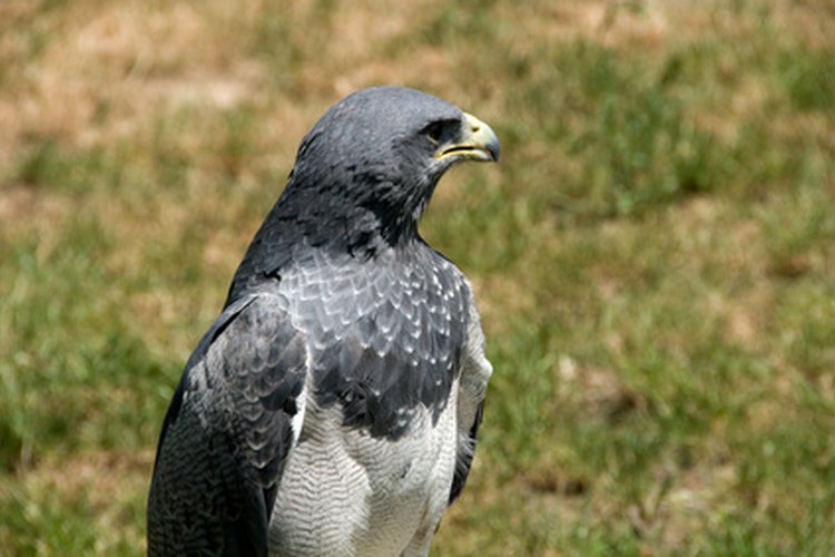 Aguila arpía.