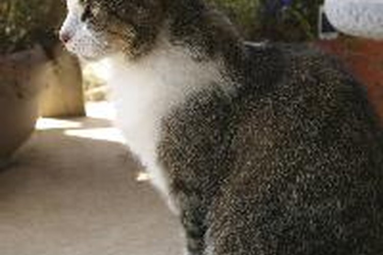 Señales antes de que una gata dé a luz
