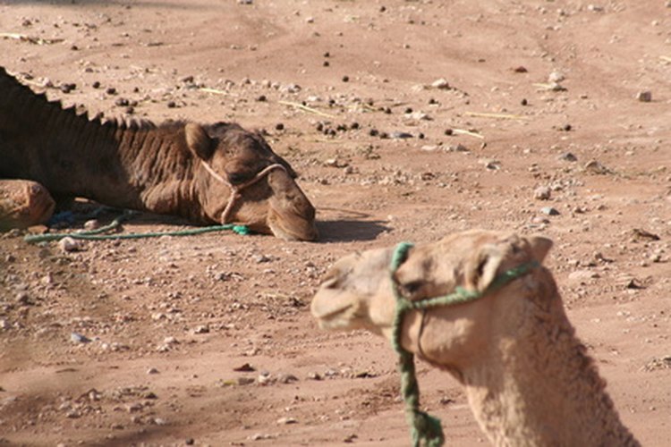 Dios le restauró 6,000 camellos a Job al final del libro.