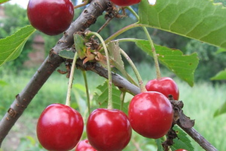Tiene capas de sabor a cerezas, ciruelas y grosellas.