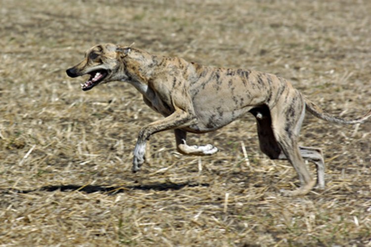 Un galgo es un animal de carreras.