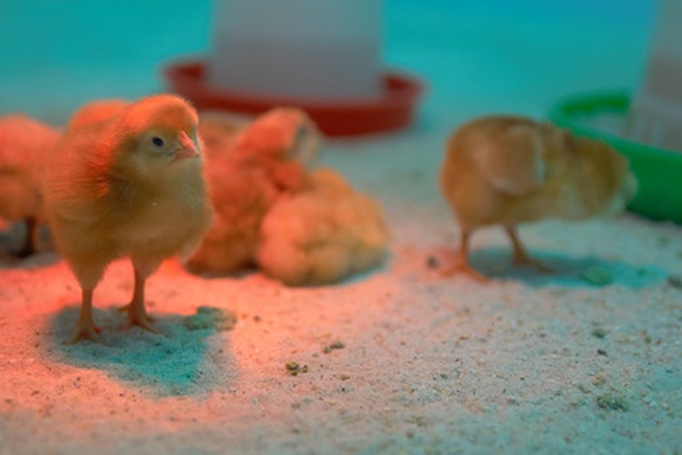 Las incubadoras mantienen la temperatura ideal para empollar a los huevos.