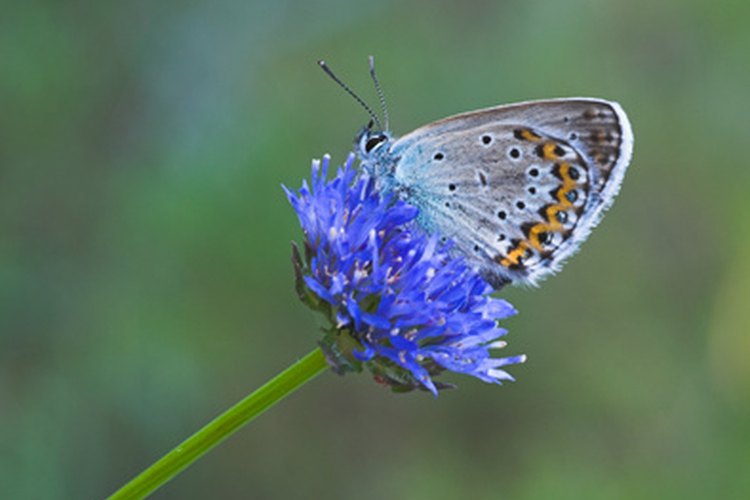En algunas culturas se piensa que ver a una mariposa azul trae suerte y concede deseos.