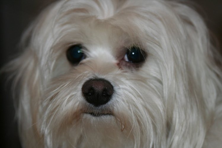 Los perros blancos requieren de un aseo especial para mantenerse blancos.