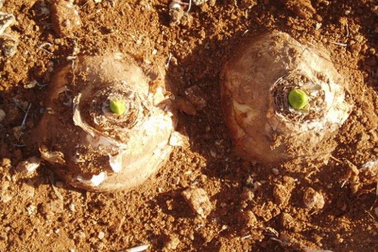 Algunas plantas no necesitan semillas para reproducirse.