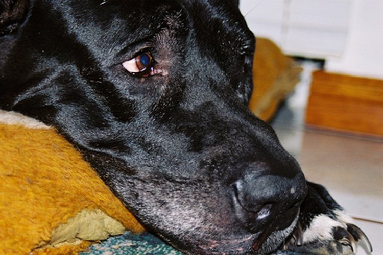 La inapetencia y letargo son algunos síntomas de pancreatitis en un perro.