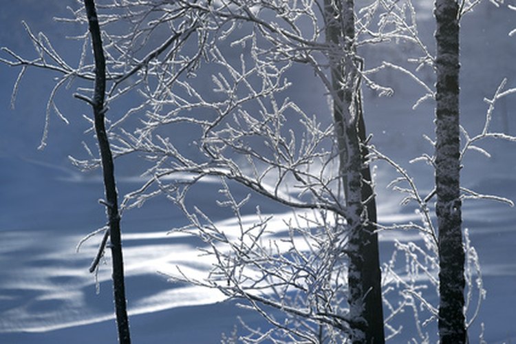 El invierno es un tiempo de inactividad para los árboles de hoja caduca.