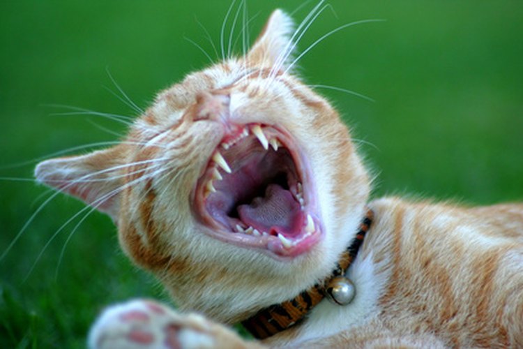 Un gato es el máximo cazador de ratones.