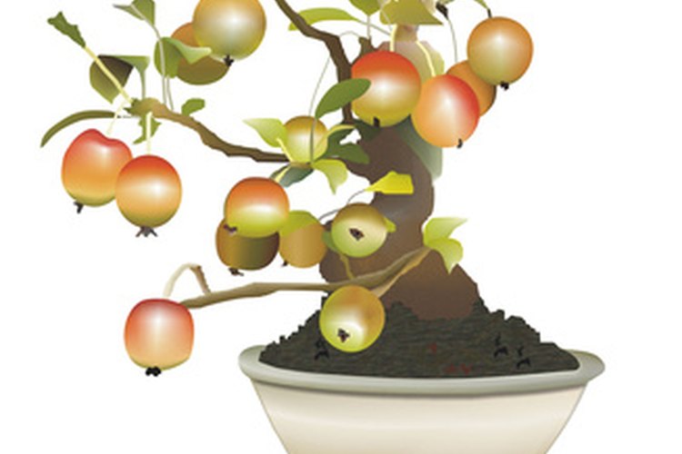 Los bonsáis frutales producen algunos frutos anualmente.
