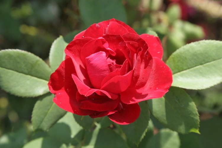 Una rosa roja en la naturaleza.