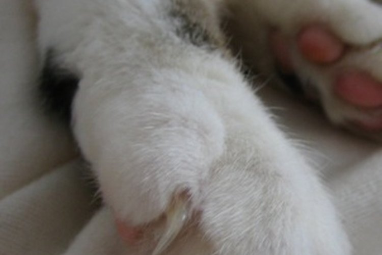 Las garras de un gato pueden ocasionar el caos en una mosquitera.