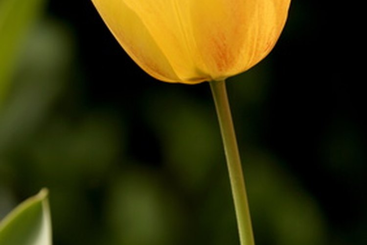 Puedes utilizar arreglos florales para celebrar a las madres en tu congregación.