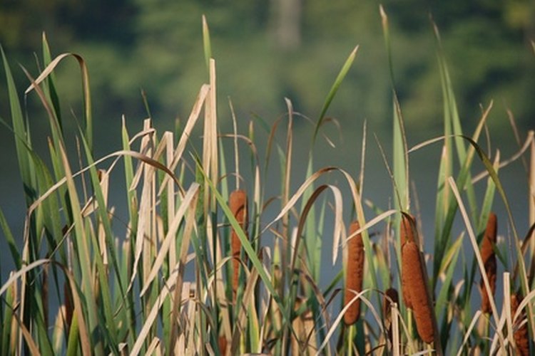 Hay más de 4.000 especies de lombrices.