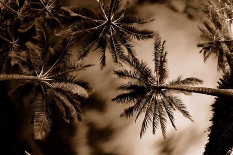 Con cuidado, las especies correctas de las plantas de palmera pueden prosperar en una variedad de climas.