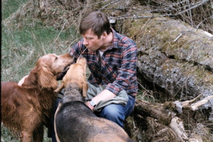 Perros de caza