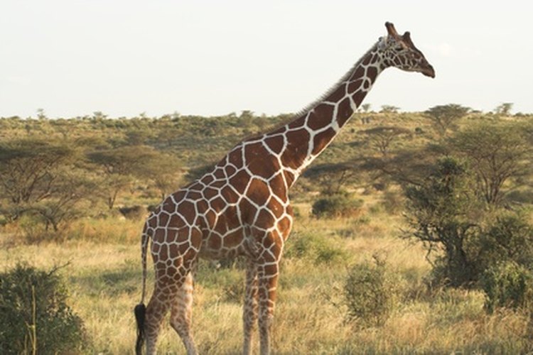 Las jirafas son rumiantes, con un estómago de cuatro cámaras.