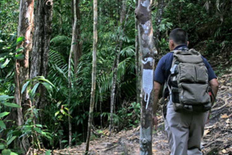 Los recorridos por la selva son una forma popular de ecoturismo.