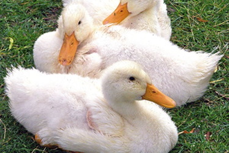 Cómo construir un corral para patos