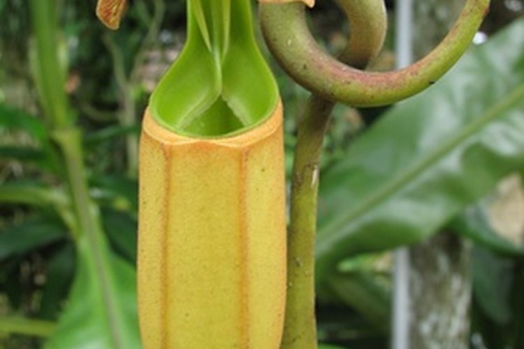 Las plantas carnívoras pueden atrapar y digerir su presa.