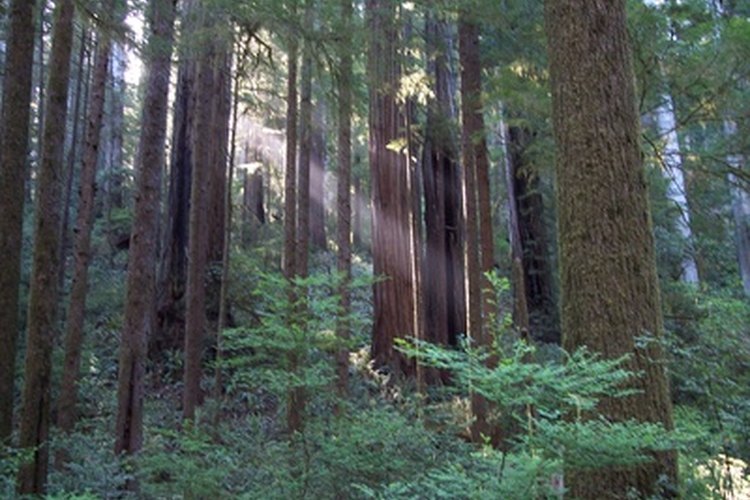 Camp Recovery se encuentra en los bosques de secuoyas de Santa Cruz.