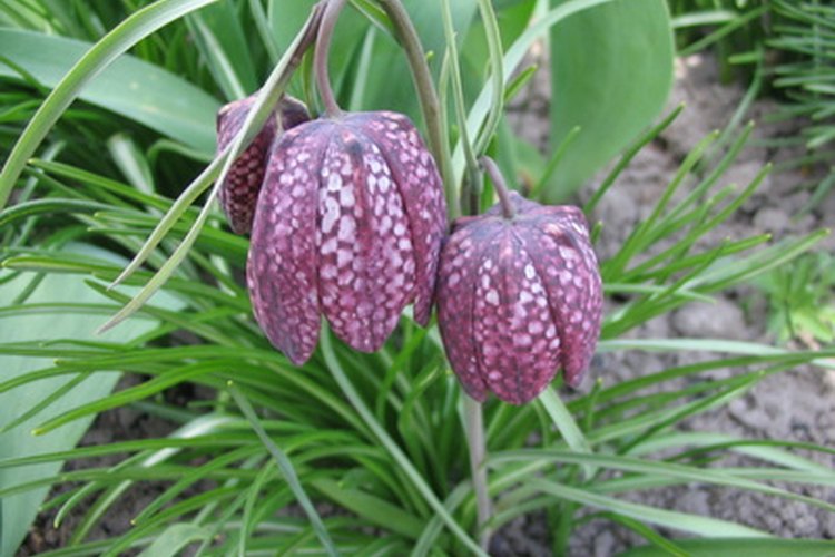 Las campanillas de primavera del agradable Tablero de damas.