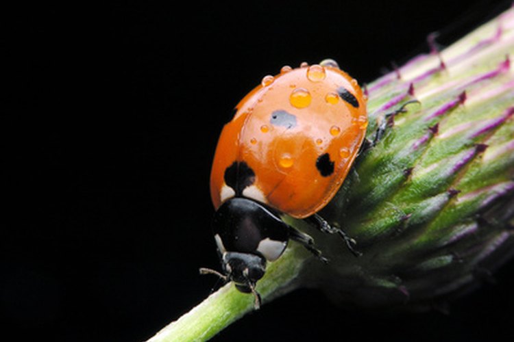 El Bacillus thuringiensis (Bt) no afecta a los insectos benéficos como las mariquitas.