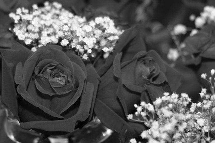 Tendrás que verte creativo si quieres encontrar rosas negras