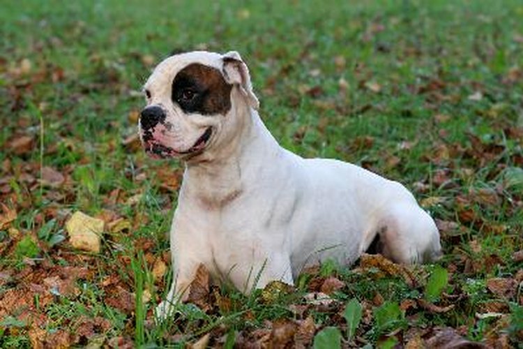 Los boxers blancos no son albinos, sólo tienen su pelaje blanco.
