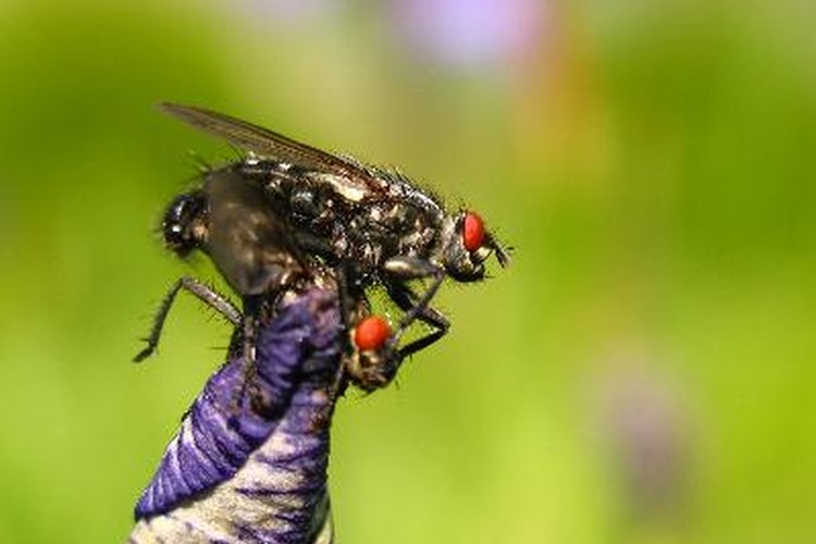 Mosca.
