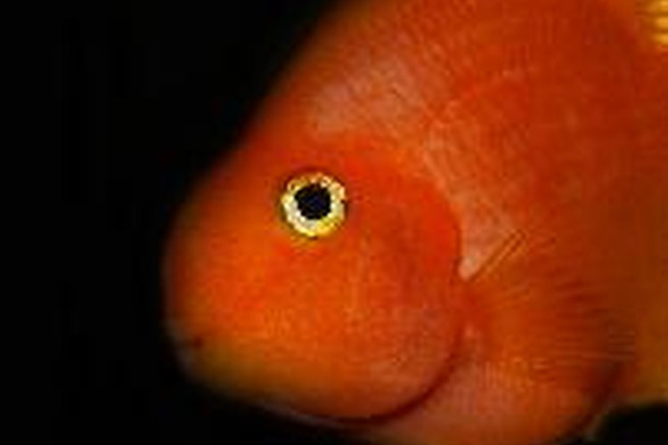 Se los denomina peces loro púrpura o rojos por su color rojizo anaranjado.