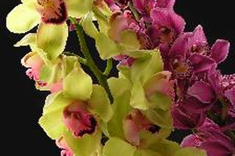 A las orquídeas les gusta estar unidas a la raíz.