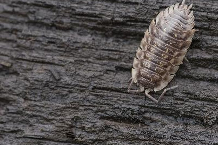 Cochinilla.