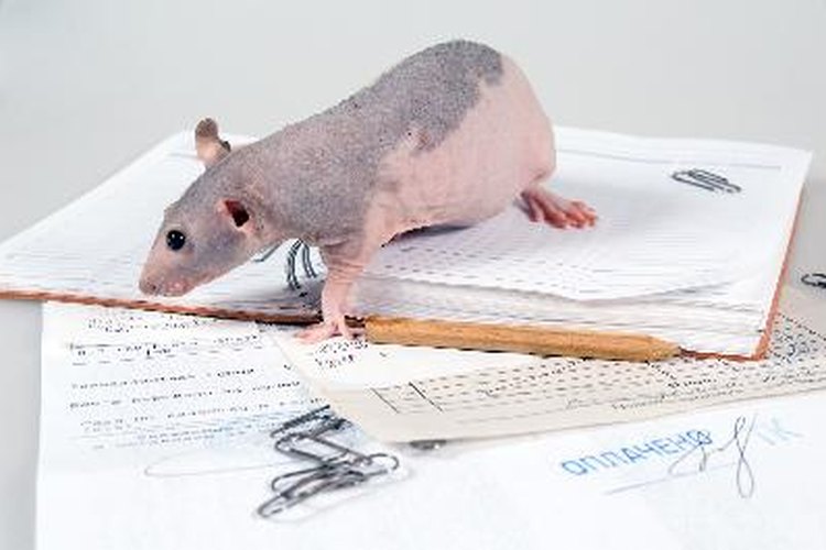 Rata.
