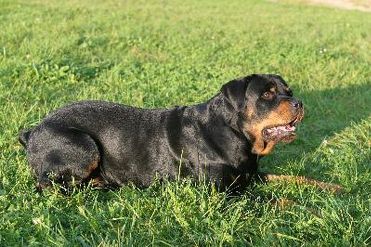 Rottweiler.