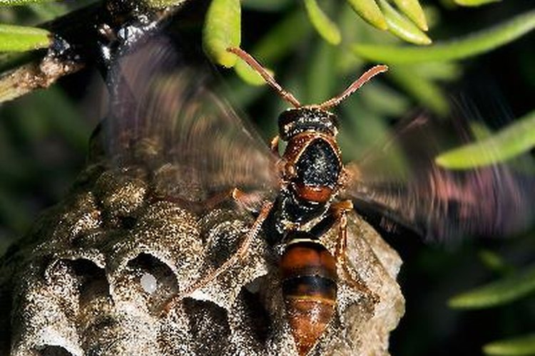 Nido de abejas.
