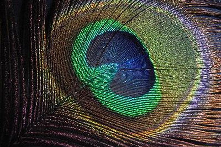 Los ojos en sus plumas simbolizan el conocimiento y la sabiduría.