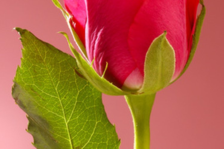 Rosa ecuatoriana.