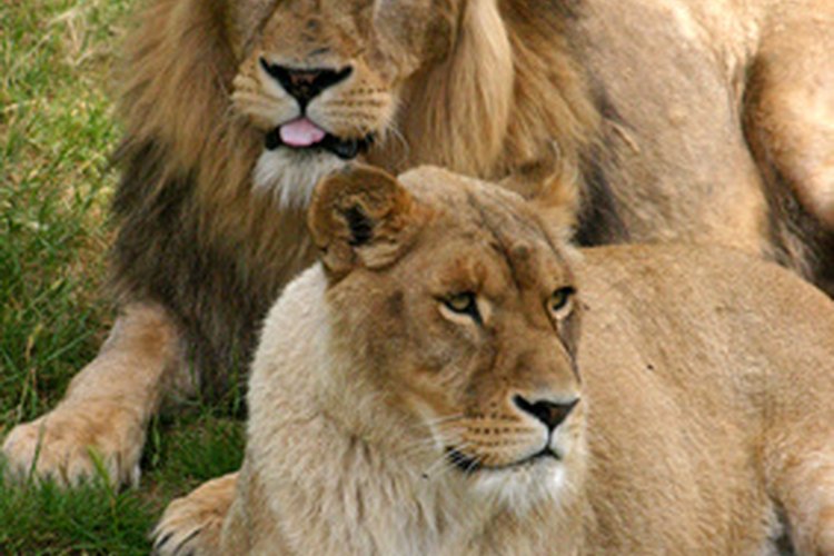 Leones.