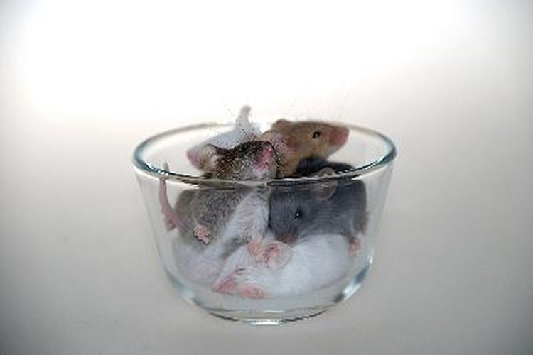 Deshazte de los ratones en tu hogar.