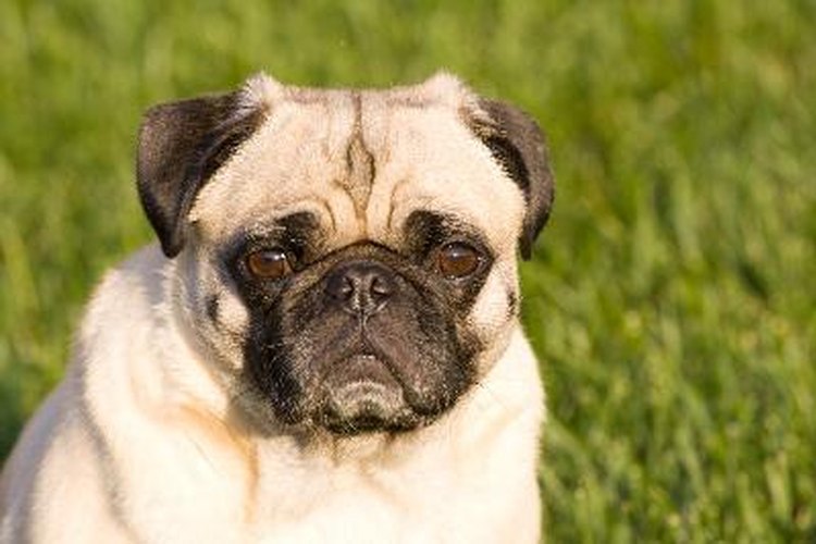 Pug chino.