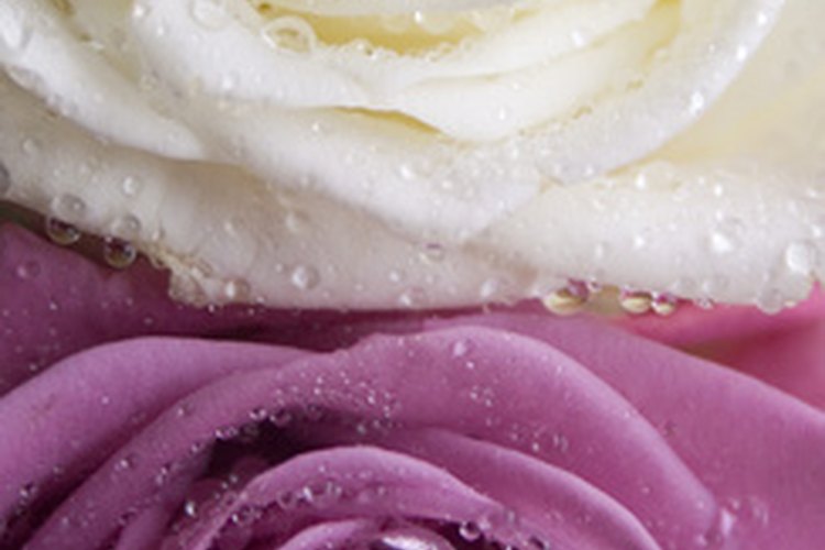 Deja las rosas rociadas o húmedas antes de usarlas.